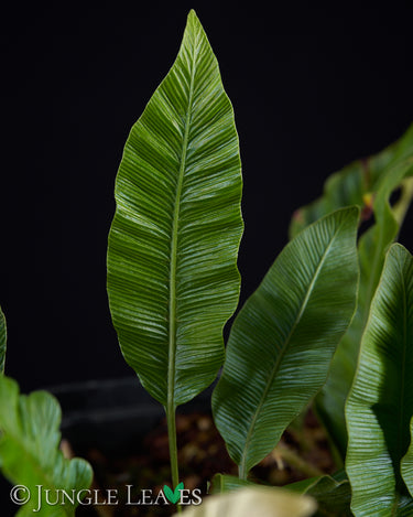 Humata (Davallia) heterophylla