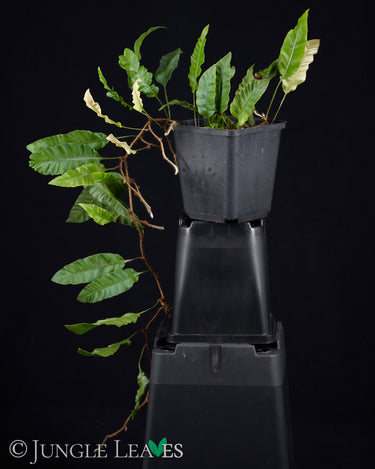 Humata (Davallia) heterophylla