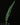 Humata heterophylla Sporophyll
