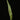 Humata heterophylla Sporophyll