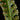 Humata heterophylla Sporophyll