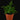 Humata tyermannii