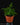Humata tyermannii