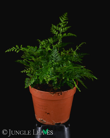 Humata tyermannii