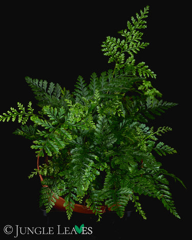 Humata tyermannii