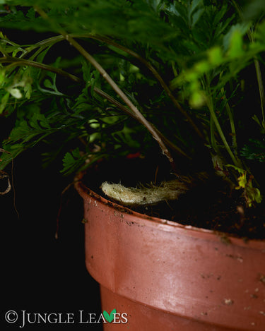 Humata tyermannii