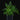 Humata tyermannii