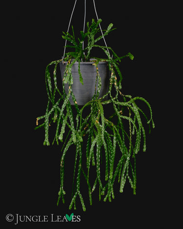 Huperzia nummulariifolia