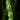Huperzia nummulariifolia