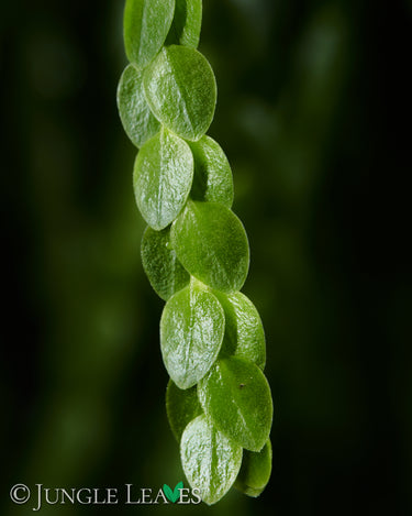 Huperzia nummulariifolia