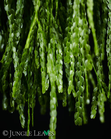 Huperzia nummulariifolia
