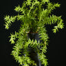 Huperzia phlegmaria 'Black Stem'