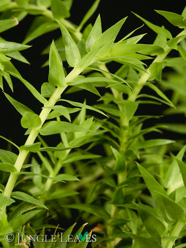 Huperzia phlegmaria 'Black Stem'