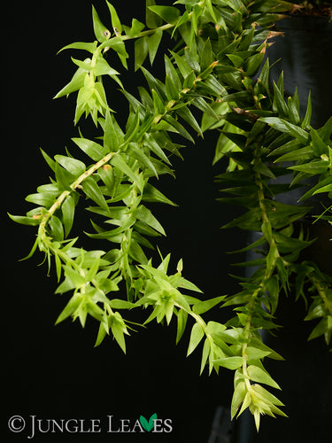 Huperzia phlegmaria 'Black Stem'