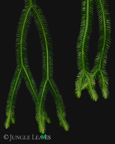 Huperzia squarrosa