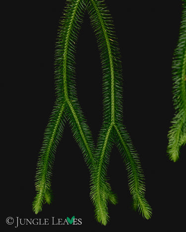 Huperzia squarrosa
