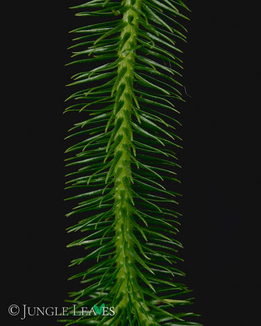 Huperzia squarrosa