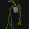 Huperzia squarrosa