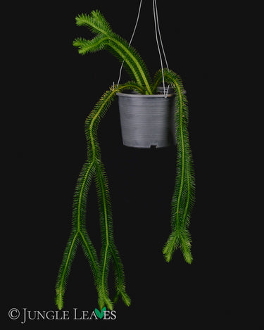 Huperzia squarrosa