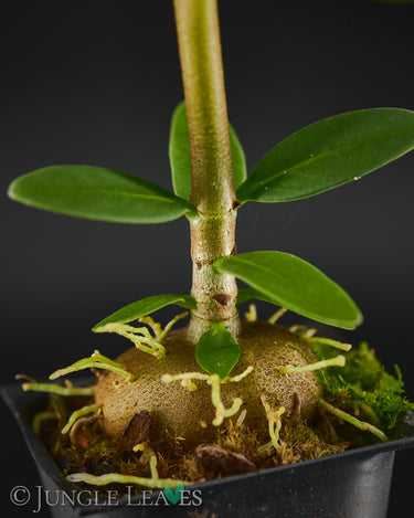 Ant plant Caudex