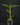 Ant plant