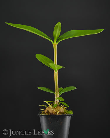 Ant plant