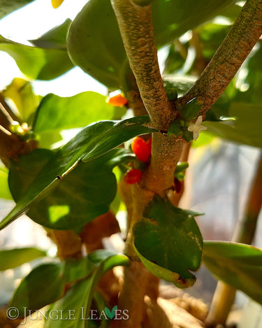 Ant plant flowers and fruits