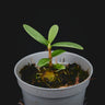 Hydnophytum formicarum