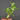 Hydnophytum moseleyanum M