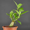 Hydnophytum moseleyanum M