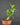 Hydnophytum moseleyanum M