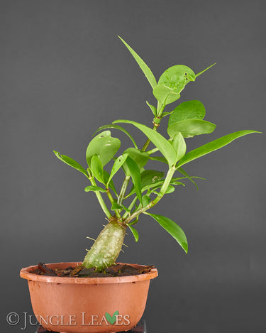 Hydnophytum moseleyanum M