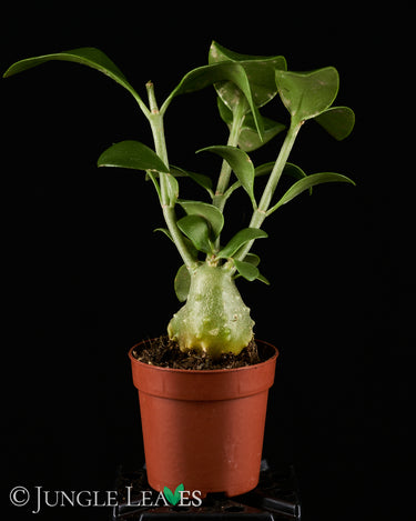 Hydnophytum moseleyanum