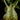 Hydnophytum moseleyanum