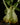 Hydnophytum moseleyanum