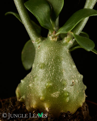 Hydnophytum moseleyanum
