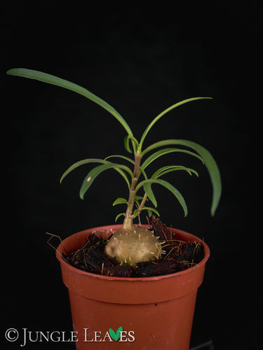 Hydnophytum puffii