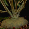 Hydnophytum puffii (sp. Needle Leaf)