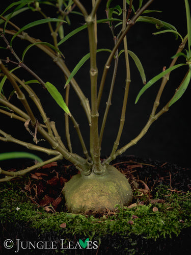 Hydnophytum puffii (sp. Needle Leaf)