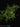 Hydnophytum puffii (sp. Needle Leaf)