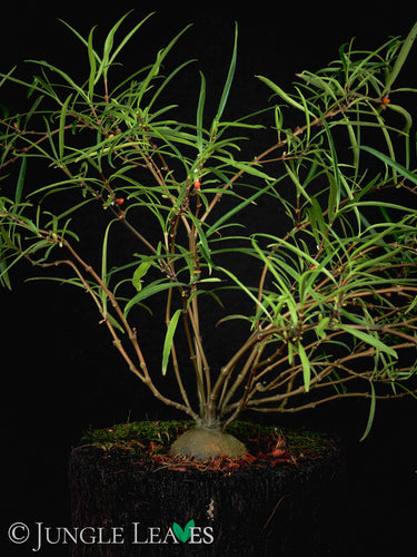 Hydnophytum puffii (sp. Needle Leaf)