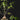 Hydnophytum radicans ex. simplex
