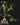 Hydnophytum radicans ex. simplex