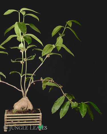 Hydnophytum radicans ex. simplex