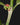 Hydnophytum radicans ex. simplex