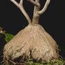 Hydnophytum radicans ex. simplex