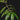 Hydnophytum radicans ex. simplex
