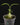 Hydnophytum radicans ex. simplex