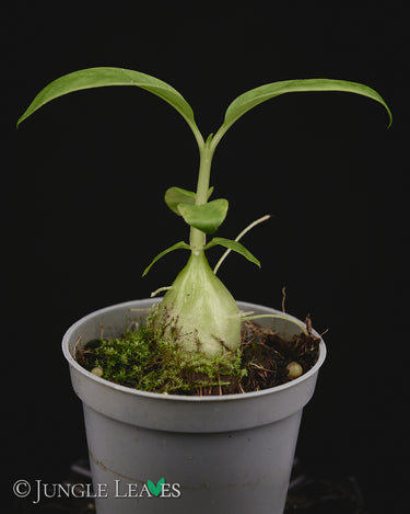 Hydnophytum radicans ex. simplex