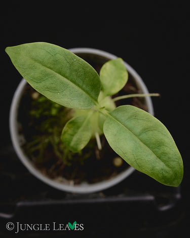 Hydnophytum radicans ex. simplex